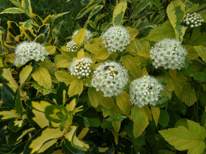 Physocarpus Dart"s Gold