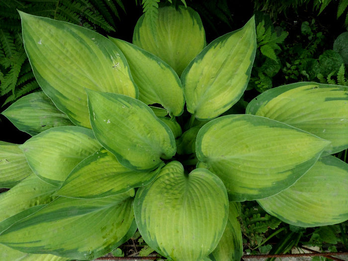 Horta