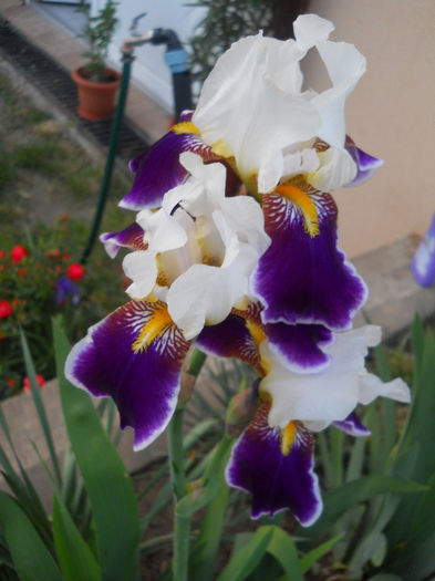 DSCN1912_014 - irisi 2014