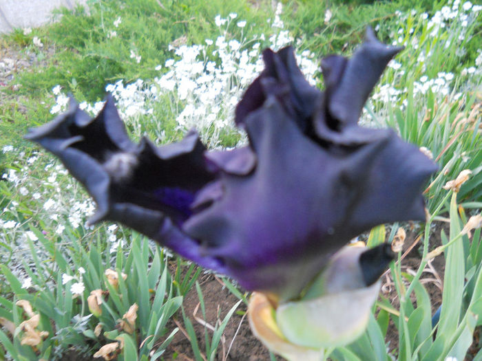 DSCN1928_030 - irisi 2014