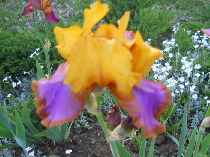 DSCN1932_034 - irisi 2014