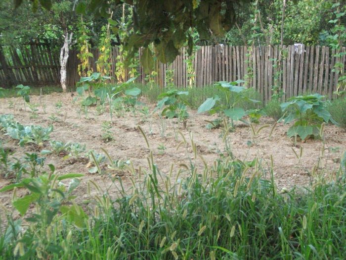 15-07-2012 - Paulownia 2012