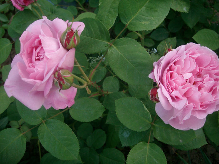 Mary Rose - Trandafiri 2014