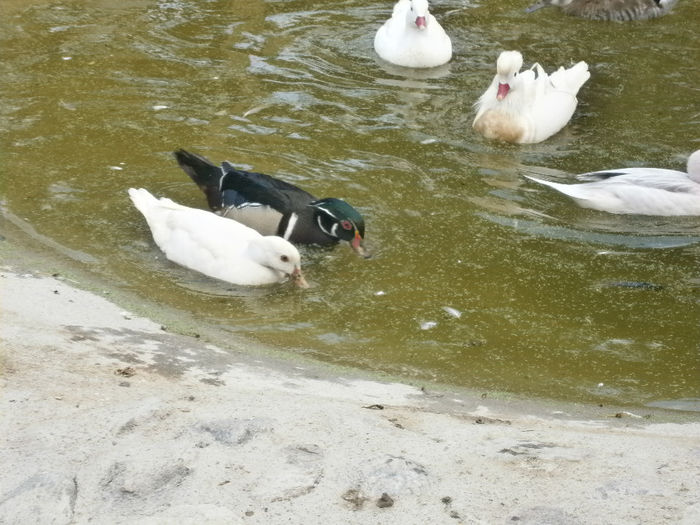 P5103314 - CAROLINE ALBE