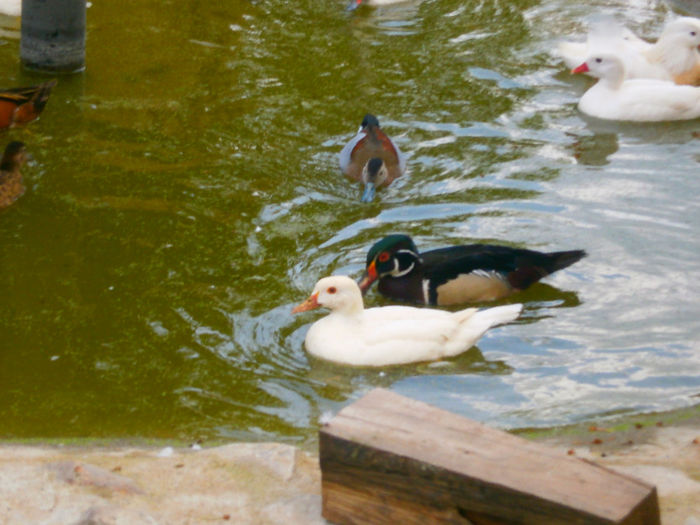 P5103315 - CAROLINE ALBE