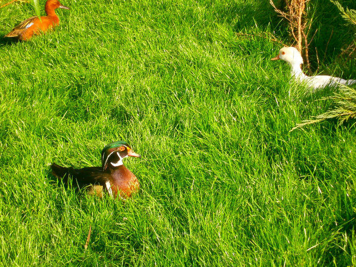 P5103339 - CAROLINE ALBE