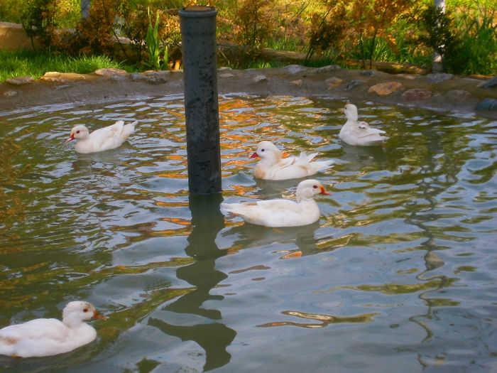 P5103344 - CAROLINE ALBE