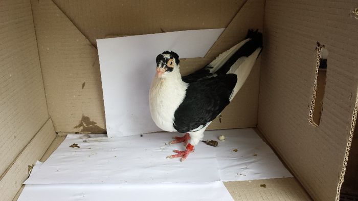 20140509_140423; mascul
