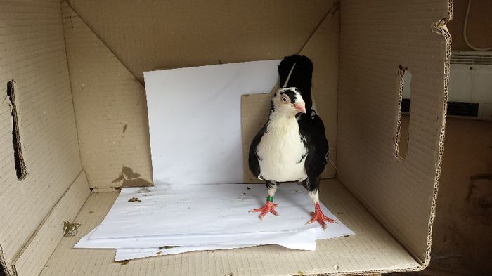 20140509_140456; femela
