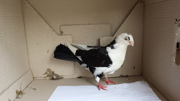 20140509_140713; femela
