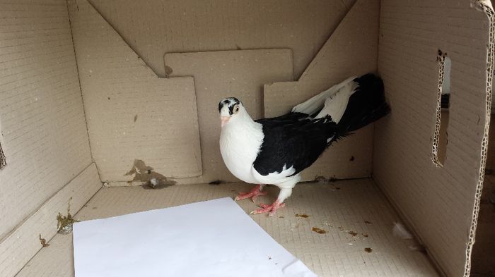 20140509_140741; femela
