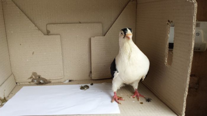 20140509_140843; mascul
