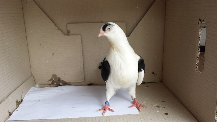 20140509_140914; femela
