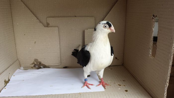 20140509_140917; femela
