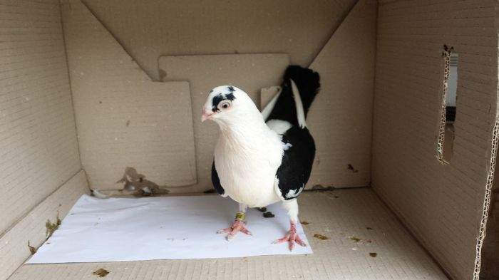 20140509_140955; femela
