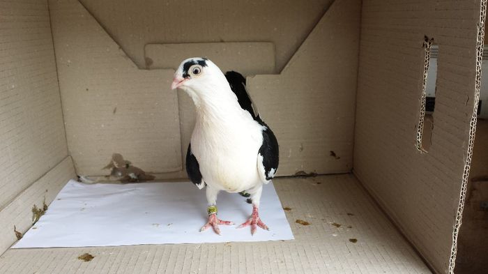 20140509_141001; femela
