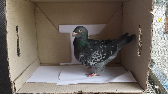 20140509_135035 - Voiajori standard