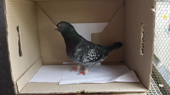 20140509_135047 - Voiajori standard