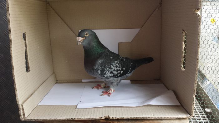 20140509_135050 - Voiajori standard