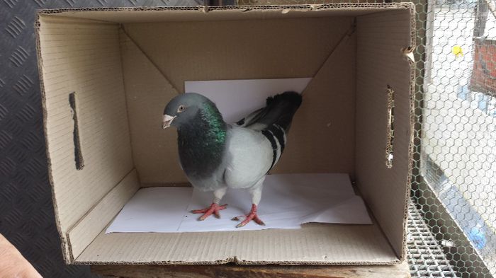 20140509_135124 - Voiajori standard