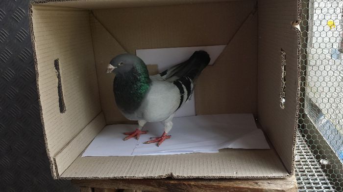 20140509_135134; mascul
