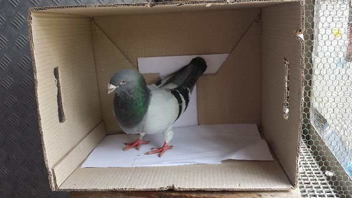 20140509_135137 - Voiajori standard