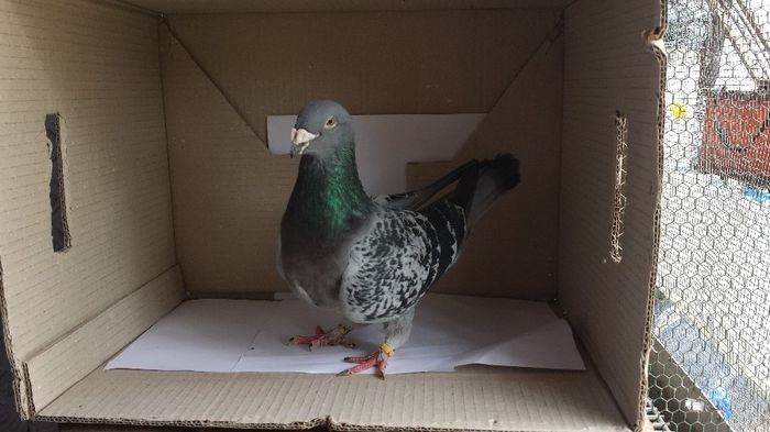 20140509_135151 - Voiajori standard