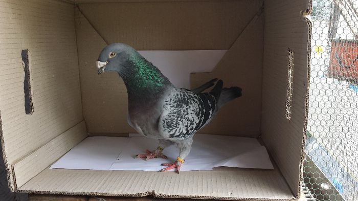 20140509_135154; femela
