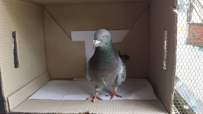 20140509_135207; femela
