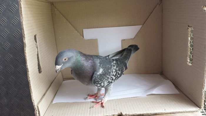 20140509_135229; femela
