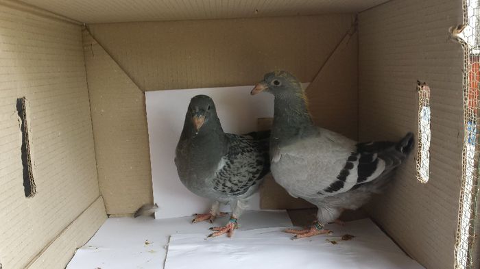 20140509_135606 - Voiajori standard