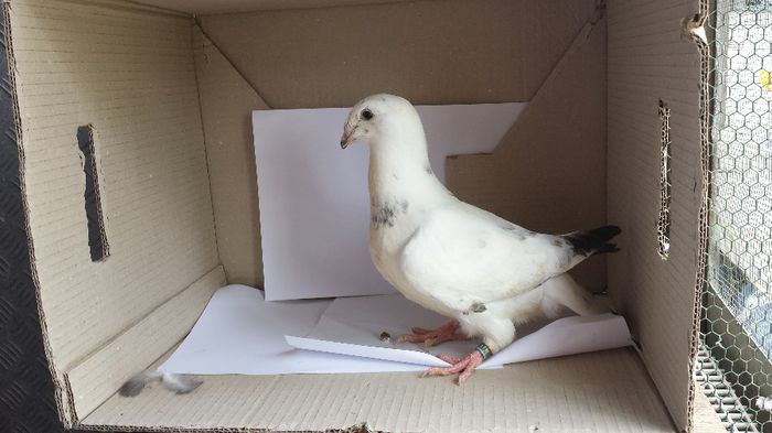 20140509_135359 - Voiajori standard