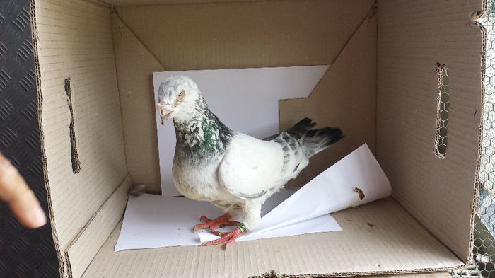 20140509_135419; mascul
