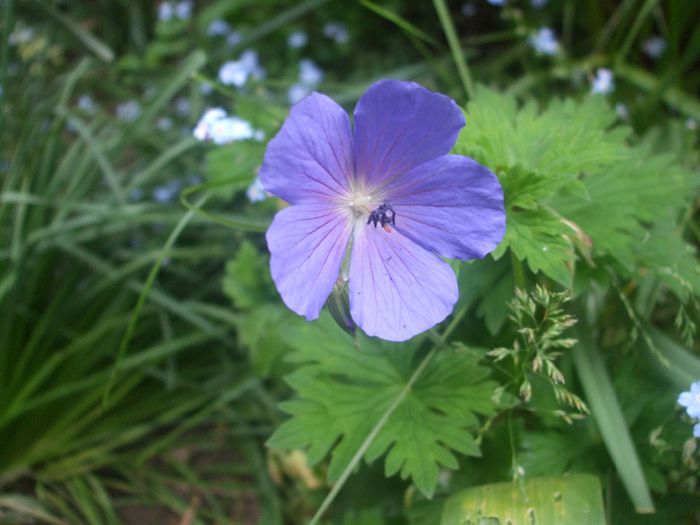 Geranium Baby Blue
