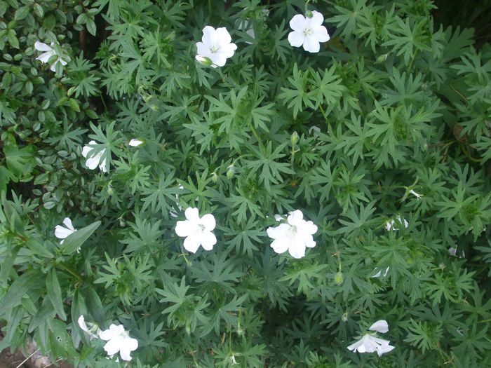 Geranium sanguineum Album