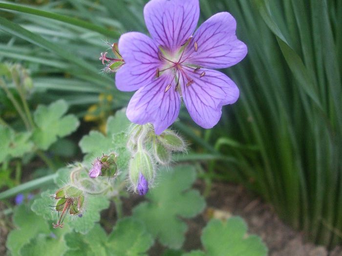 Geranium Terre Franche