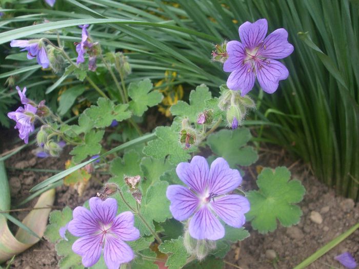 Geranium Terre Franche