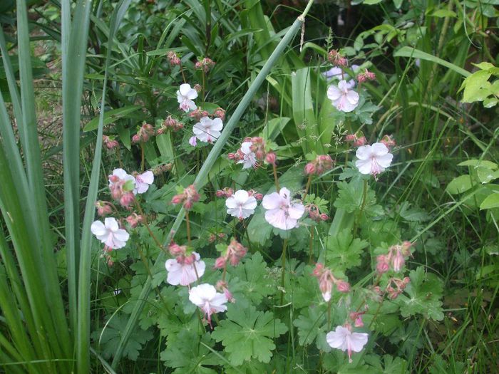 Geranium Biokovo