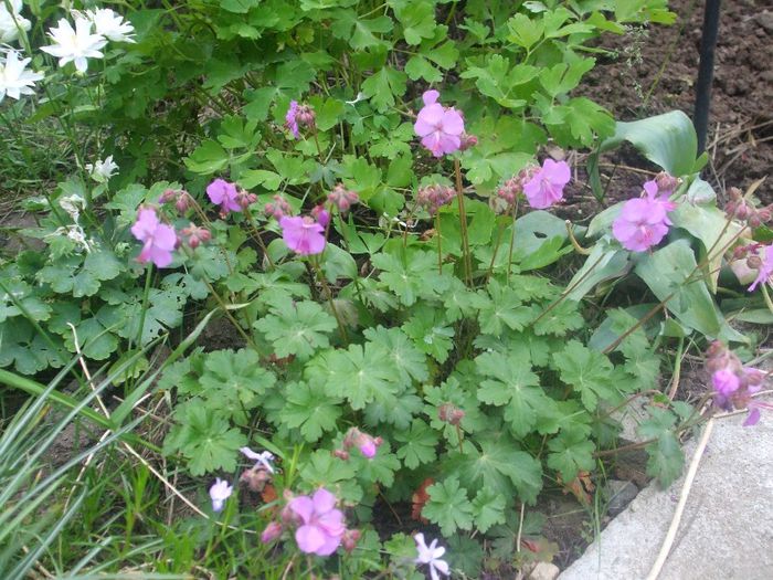 Geranium Karmina