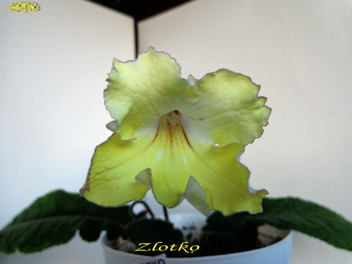 Zlotko (11-05-2014) - Streptocarpusi 2014