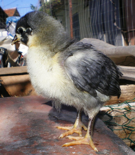 IMGP0591 - Australorp Albastru