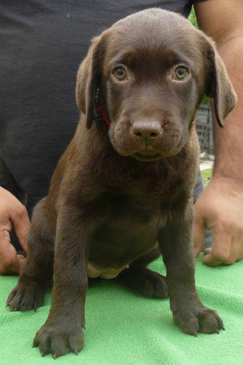 miss red 3 - Vand pui labrador ciocolatiu