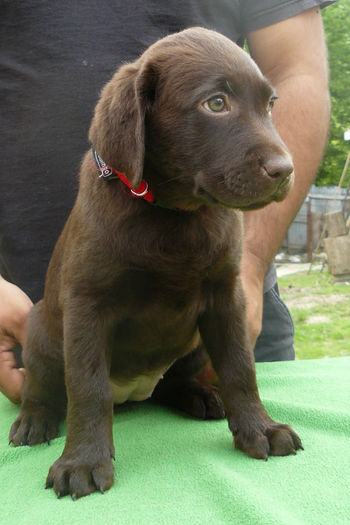 miss red5 - Vand pui labrador ciocolatiu