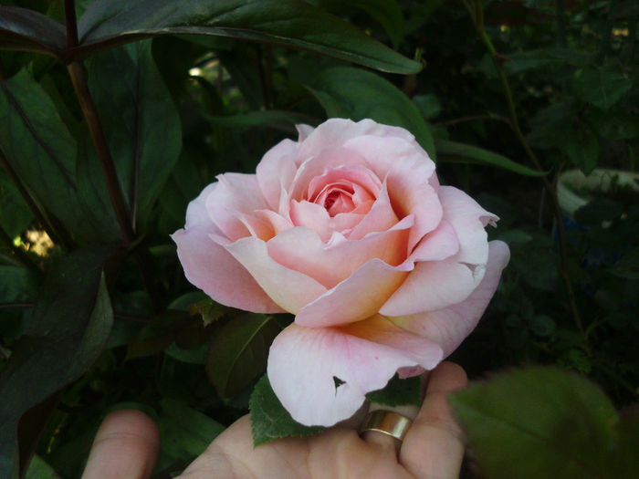 abraham darby - Trandafiri si clematite 2014