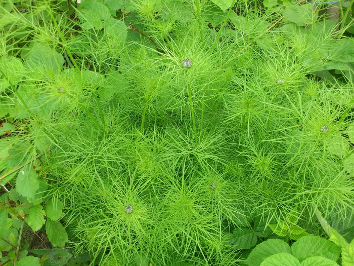 DSC_4886 - PRIMAVARA 2014