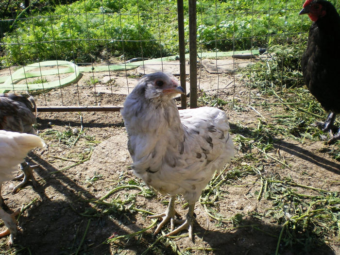 IMGP0600 - Araucana albastru