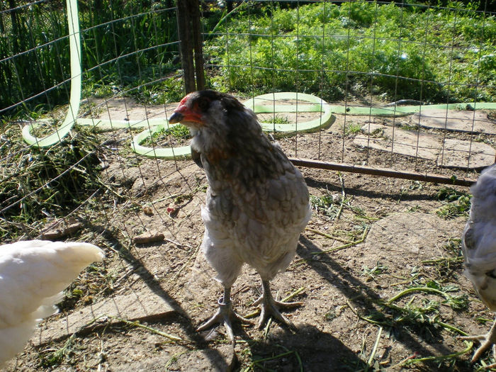 IMGP0601 - Araucana albastru