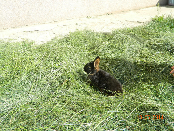 Picture 090 - IEPURI LOH PITIC