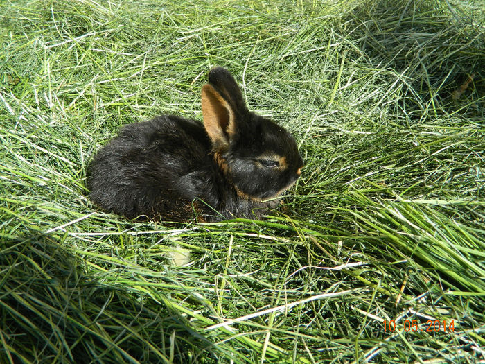 Picture 091 - IEPURI LOH PITIC