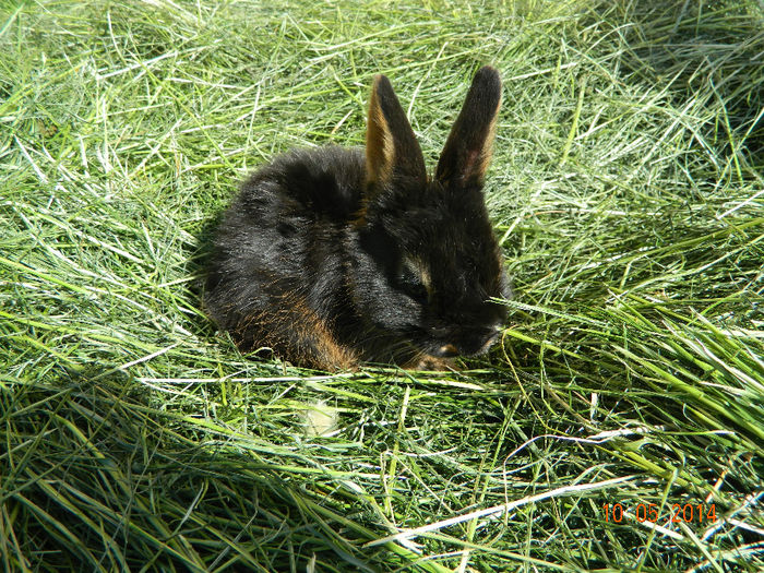 Picture 092 - IEPURI LOH PITIC